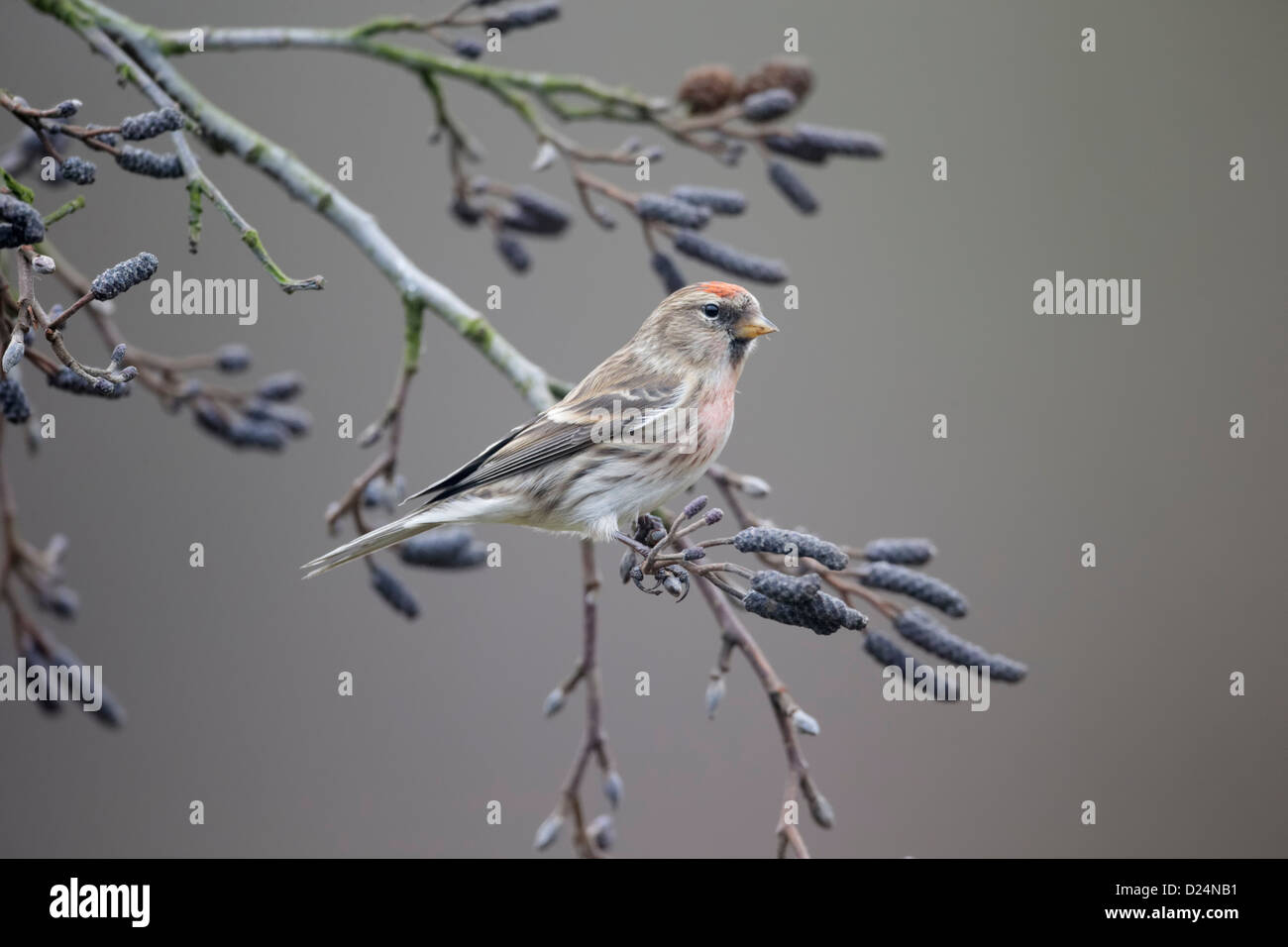 Geringerem Redpoll, Zuchtjahr Kabarett, einziger Vogel auf Zweig, Warwickshire, Januar 2013 Stockfoto