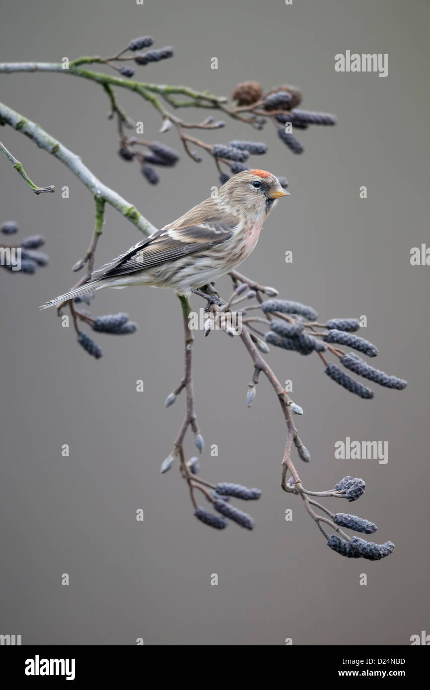 Geringerem Redpoll, Zuchtjahr Kabarett, einziger Vogel auf Zweig, Warwickshire, Januar 2013 Stockfoto