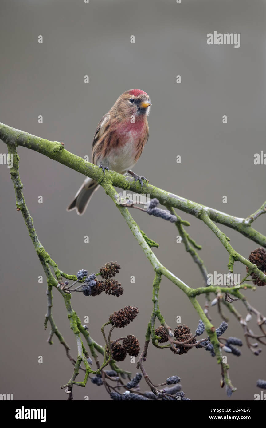 Geringerem Redpoll, Zuchtjahr Kabarett, einziger Vogel auf Zweig, Warwickshire, Januar 2013 Stockfoto