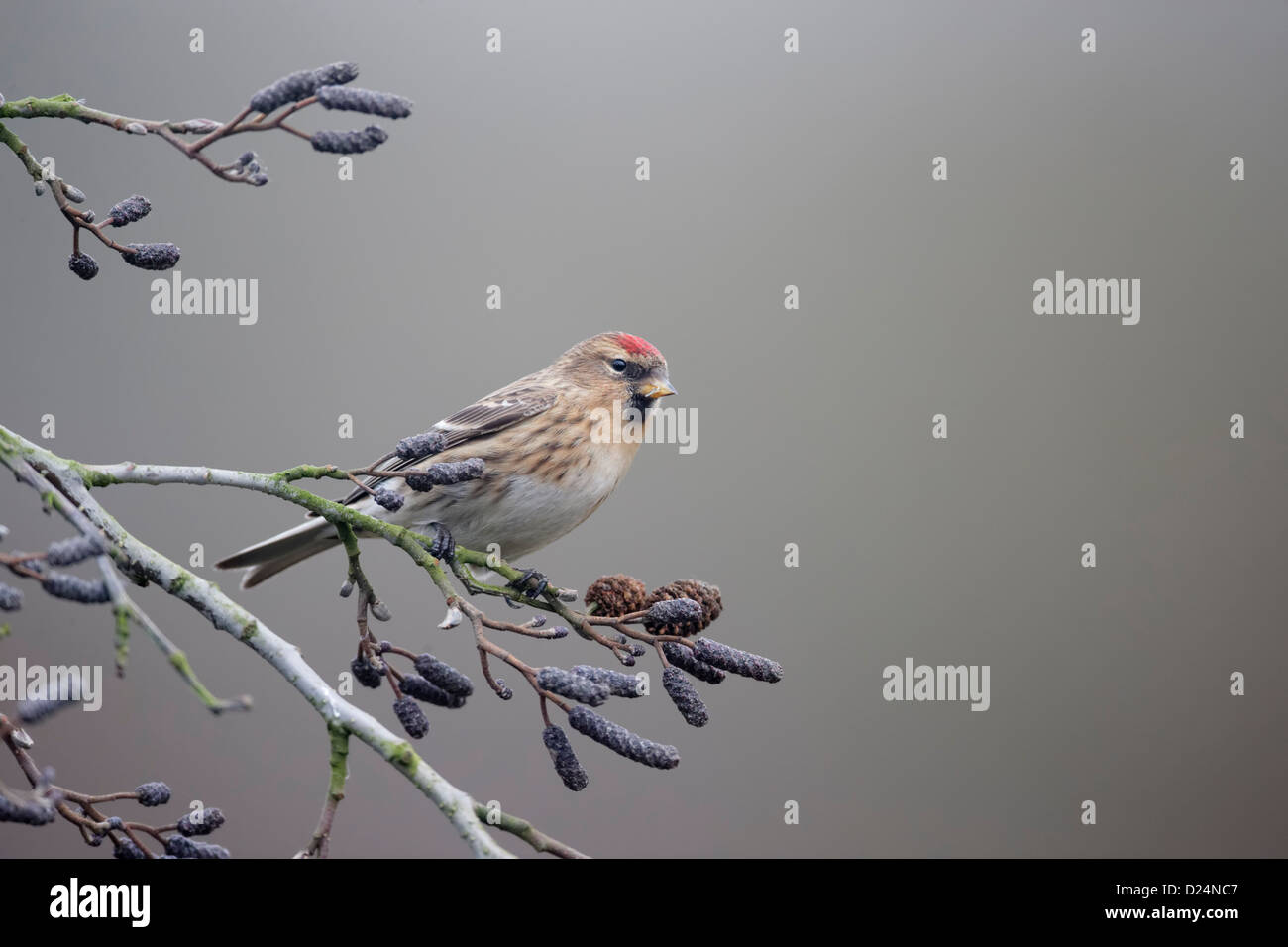 Geringerem Redpoll, Zuchtjahr Kabarett, einziger Vogel auf Zweig, Warwickshire, Januar 2013 Stockfoto