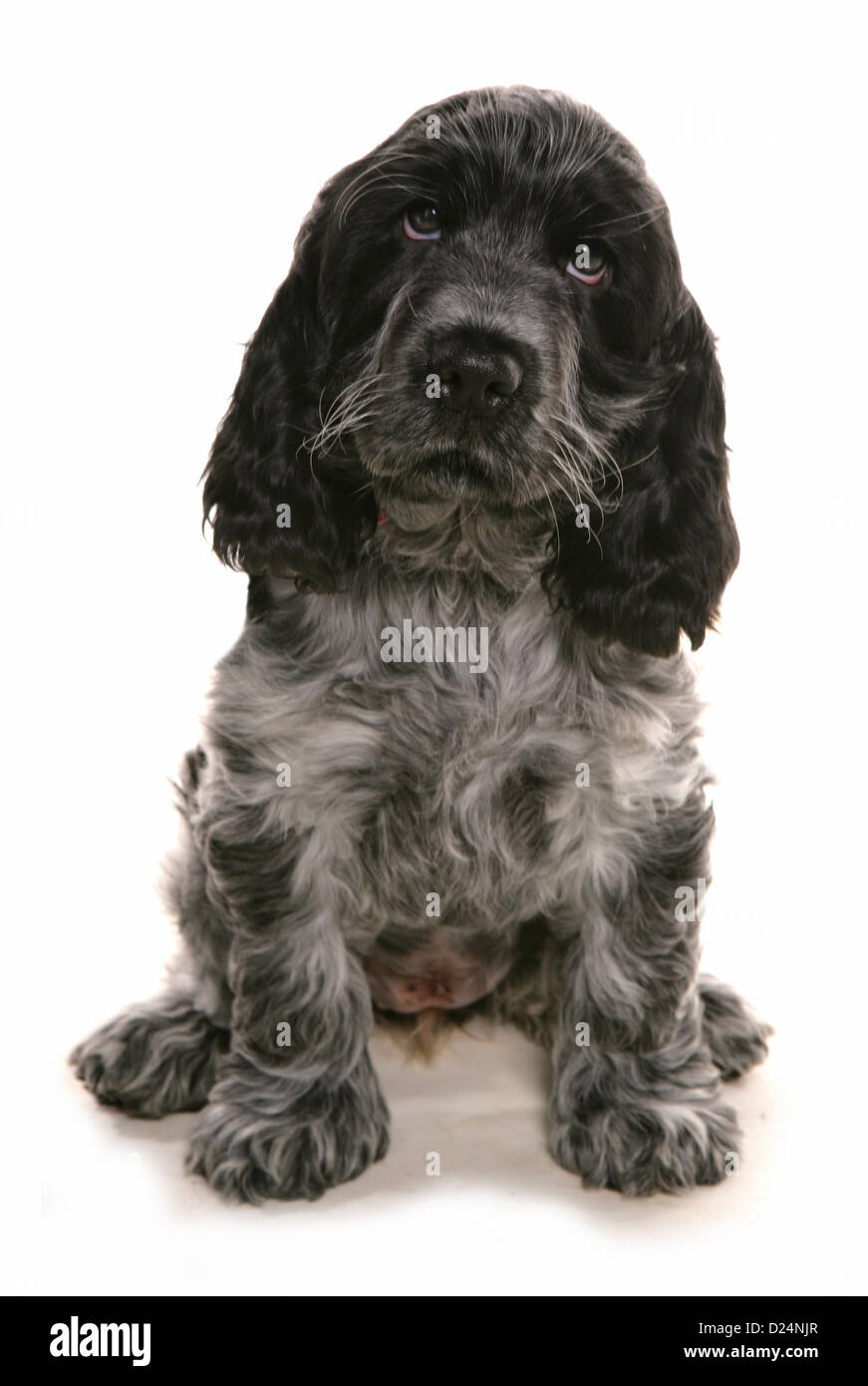 Inländische Hund, Cocker Spaniel, Welpe, sitzend Stockfoto