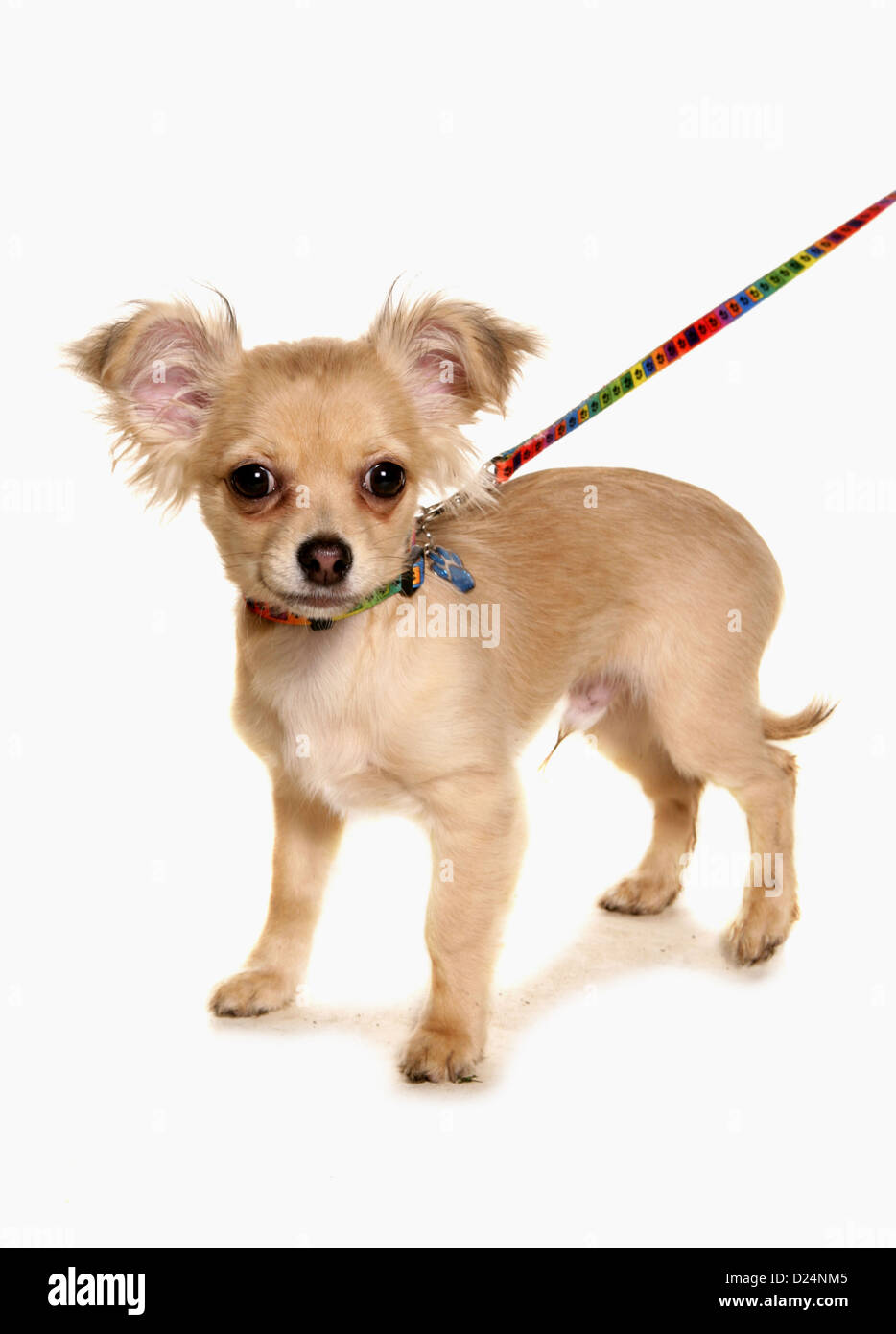 Inländische Hund, Chihuahua, Welpen, an der Leine, stehend Stockfoto