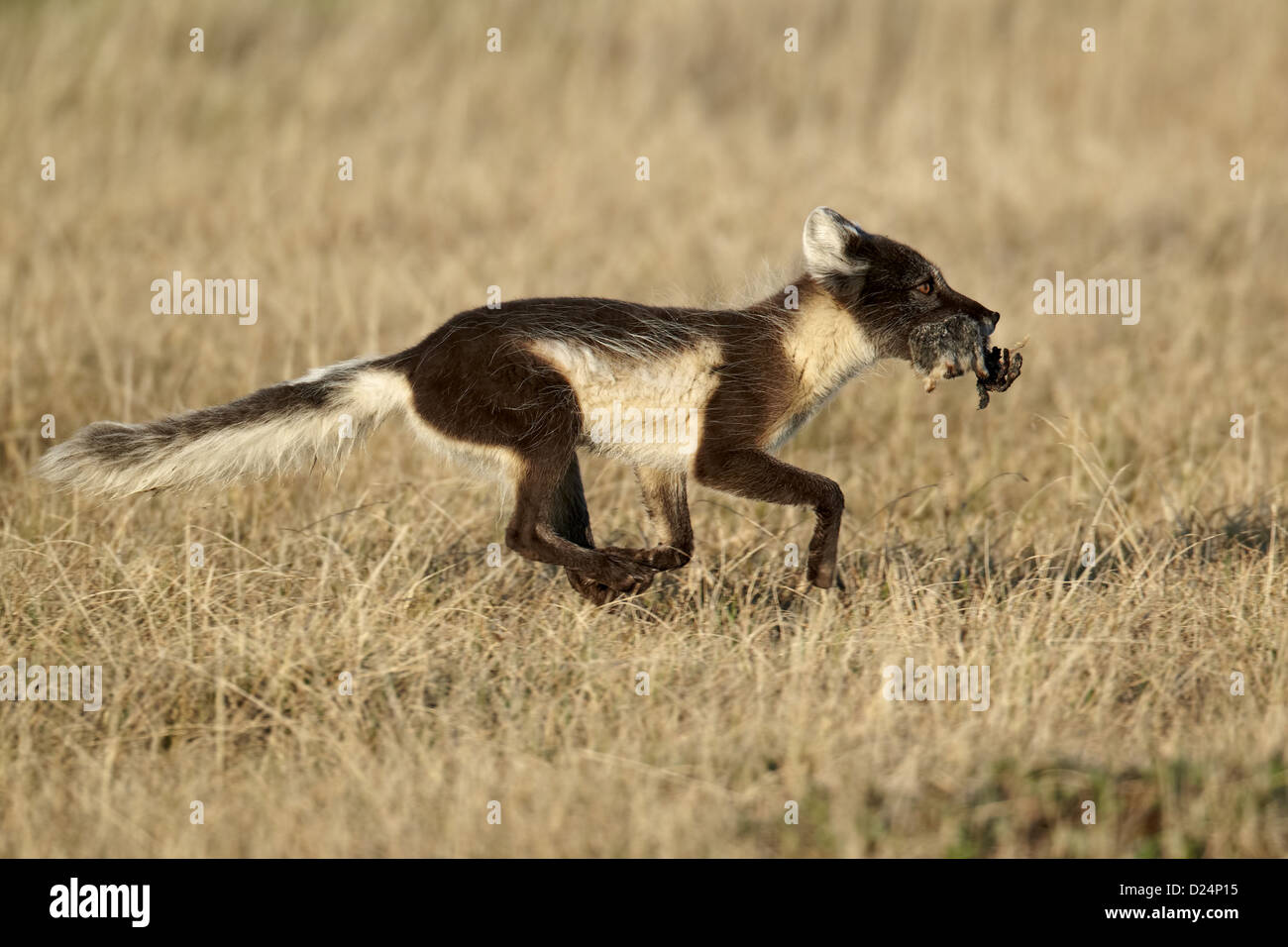 Polarfuchs (Alopex Lagopus) Erwachsene weibliche, Sommerfell, ausgeführt mit Essen im Mund, Wiedereinstieg in den jungen, Nunavut, Kanada, Juli füttern Stockfoto