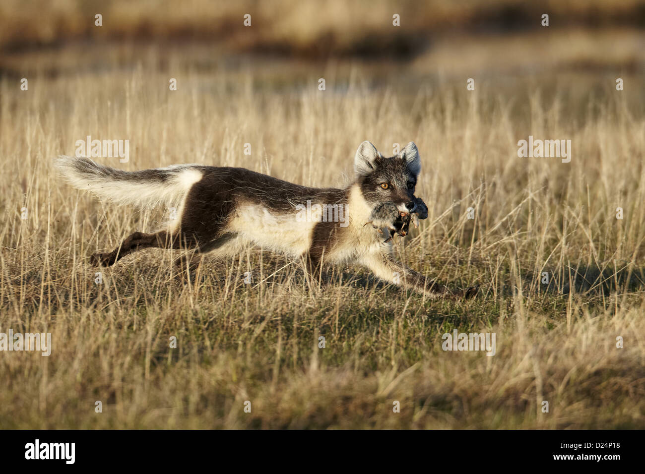 Polarfuchs (Alopex Lagopus) Erwachsene weibliche, Sommerfell, ausgeführt mit Essen im Mund, Wiedereinstieg in den jungen, Nunavut, Kanada, Juli füttern Stockfoto