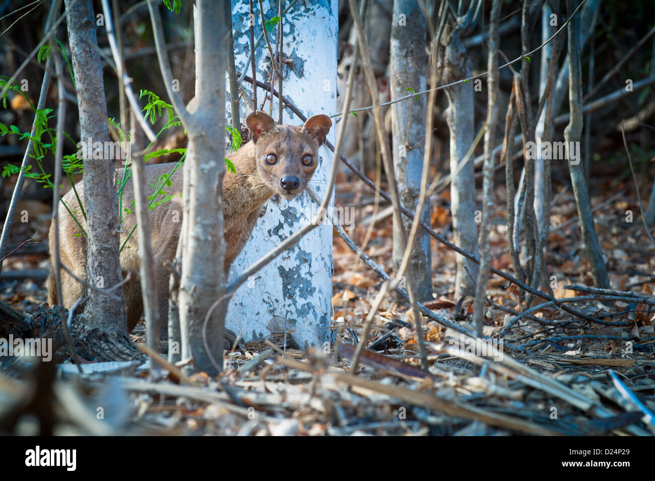 Fossa (Cryptoprocta Ferox) Erwachsene weiblich, stehend unter Baumstämmen im Wald, Madagaskar, Oktober Stockfoto