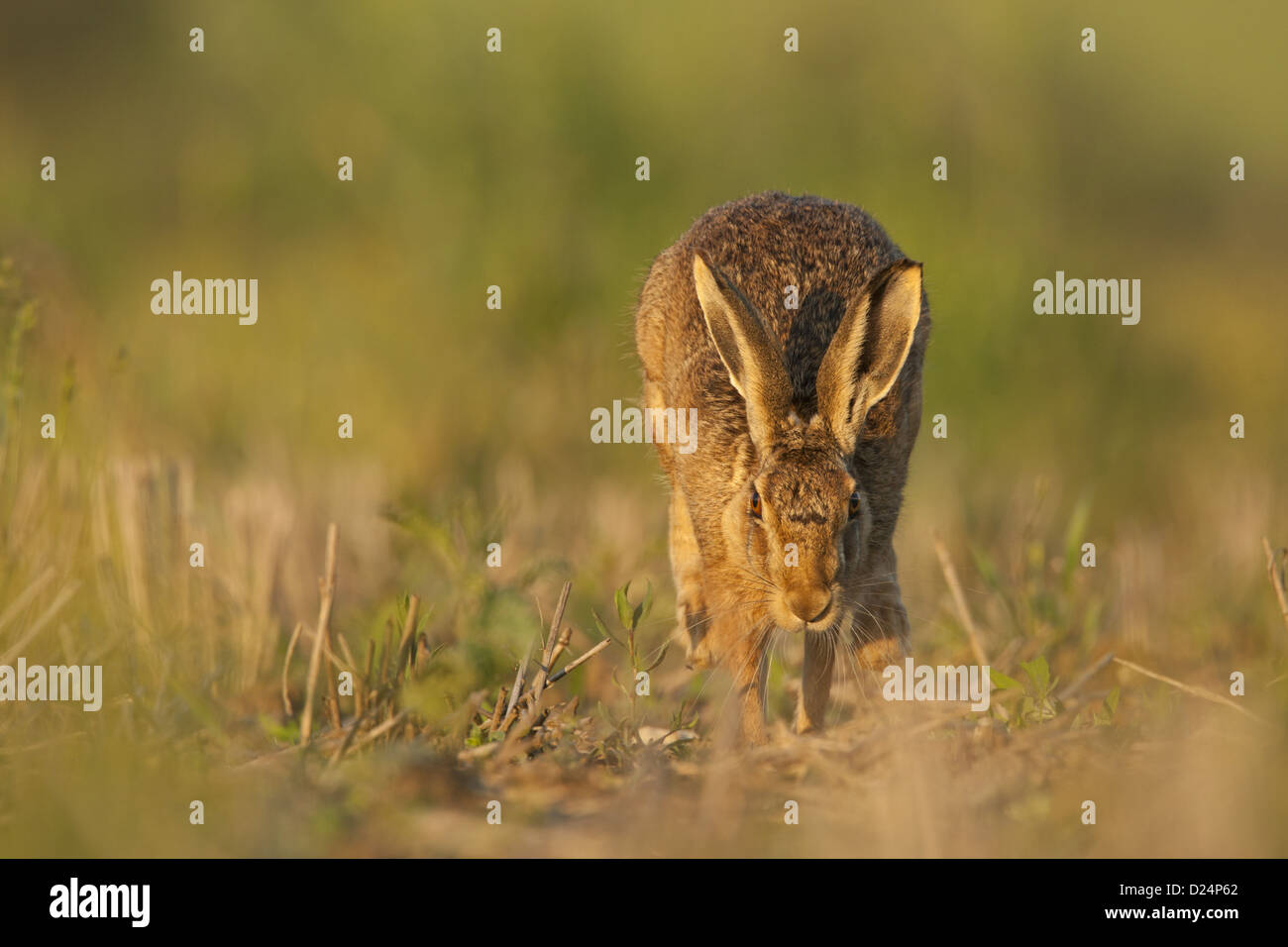 Feldhase (Lepus Europaeus) Erwachsenen, laufen im stillgelegten Stoppelfeld, Norfolk, England, Juni Stockfoto
