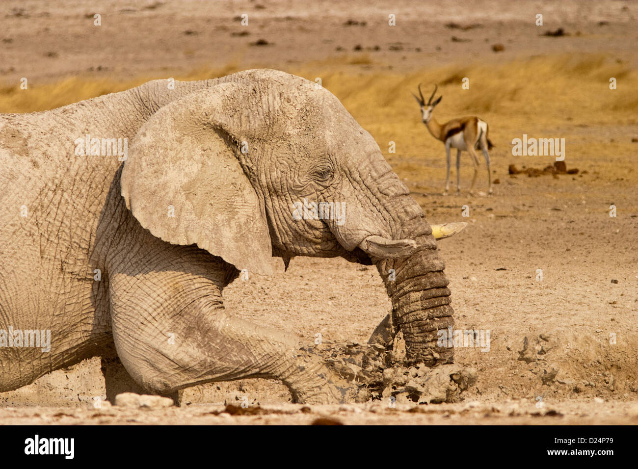 SPRITZIGES Elefant, Loxodonta Africanus, mit Sprinbok Blick am Wasser genießen. Stockfoto