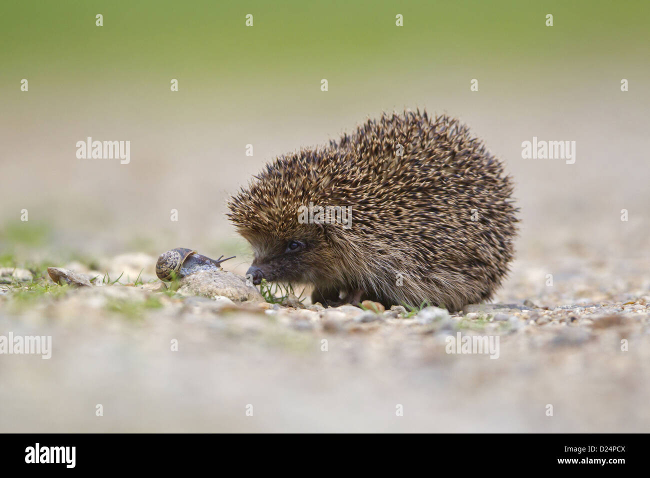 Westlicher Igel Stockfotos und bilder Kaufen Alamy