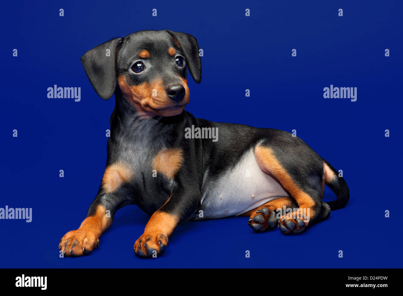 Zwergpinscher Welpen, 2 Monate 1 Woche alt Stockfoto