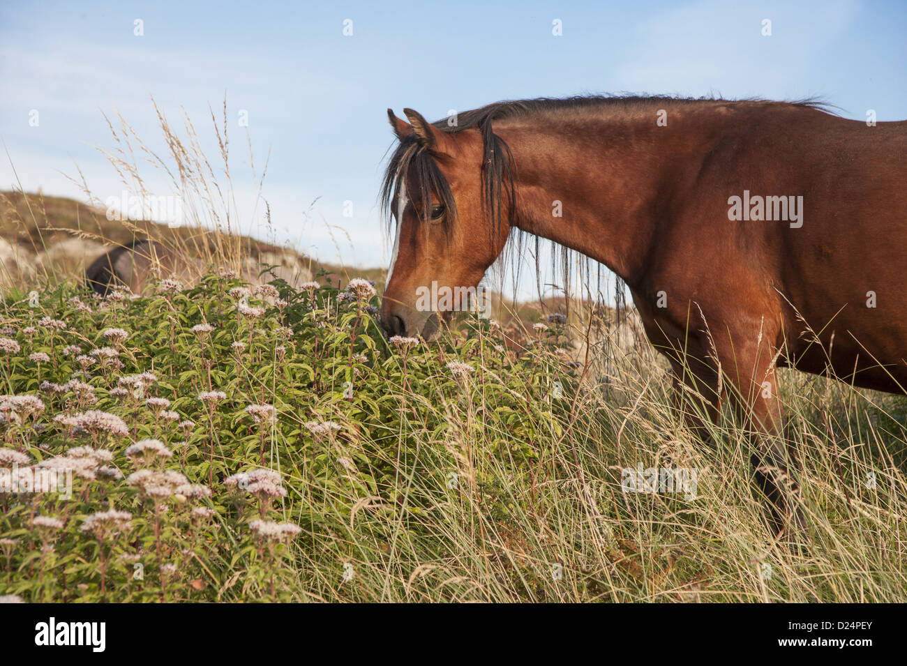 Pferd, Welsh Pony Erwachsenen Fütterung verwendet Erhaltung Streifen, um unerwünschte Vegetation zu steuern, nachdem Kaninchen Zahlen drastisch waren Stockfoto