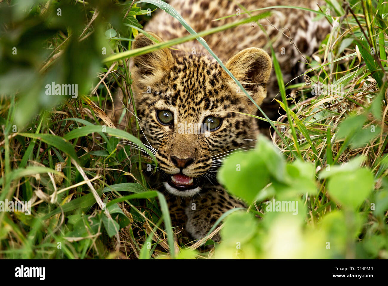 Afrikanischer Leopard (Panthera Pardus Pardus) junges, kauerte unter kaum, Masai Mara, Kenia, August Stockfoto