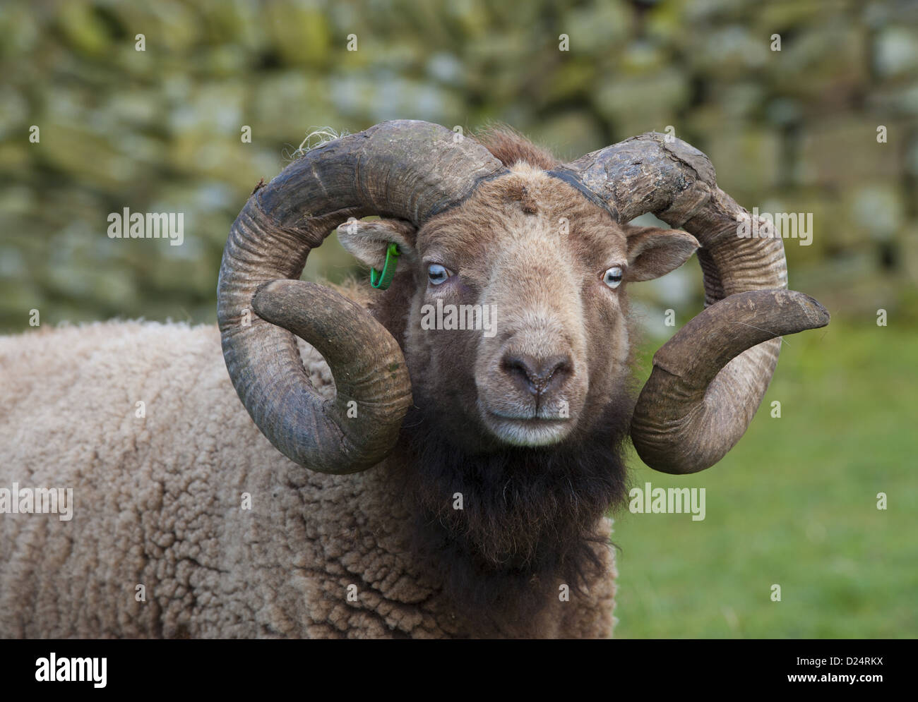 Hausschafe, Castlemilk Moorit Ram, Nahaufnahme des Kopfes, Tosside, North Yorkshire, England, Oktober Stockfoto