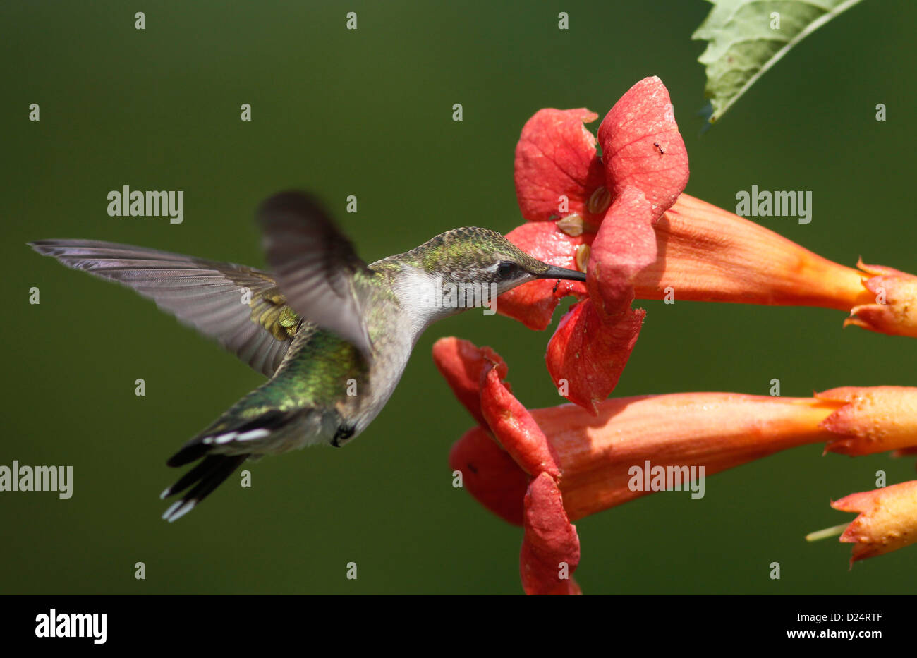 Rubin-throated Kolibri feed Trumpet Creeper Rebe Stockfoto