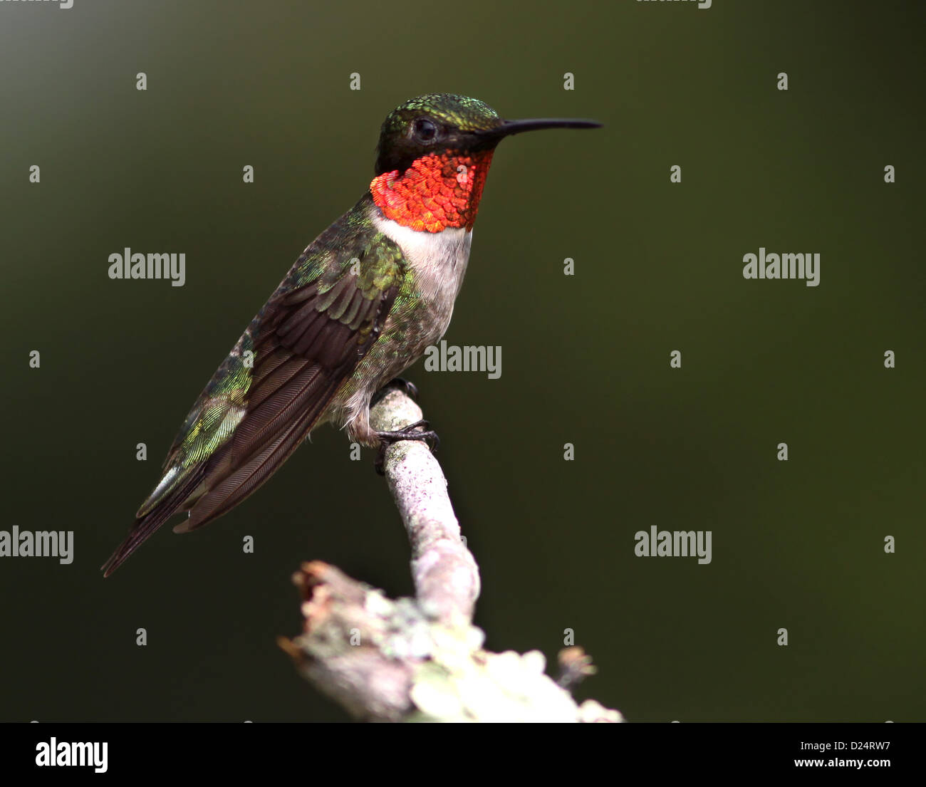 Rubin-throated Kolibri männlichen Ohio thront Flechten bedeckt Zweig Stockfoto
