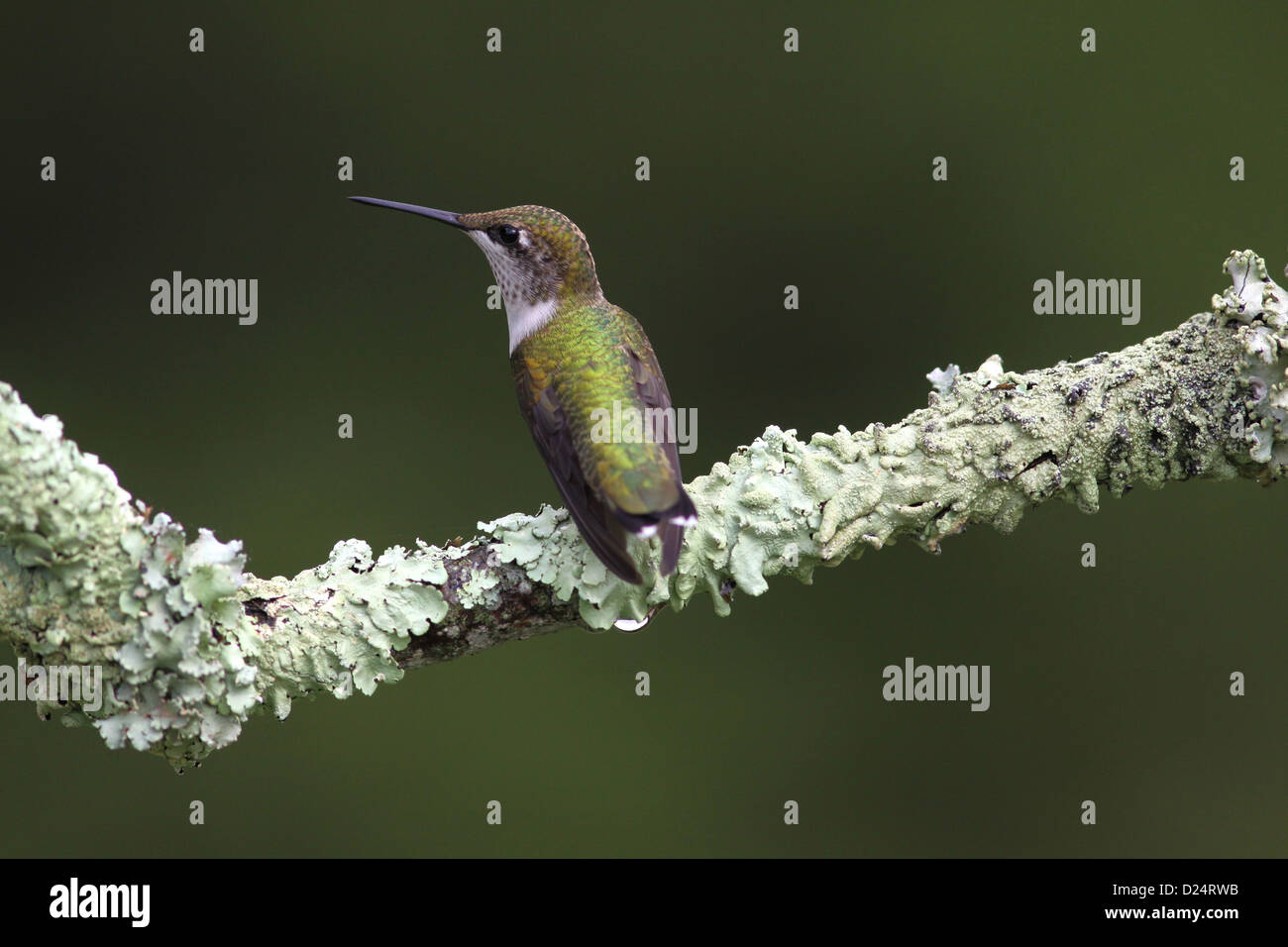 Rubin-throated Kolibri männlichen Ohio thront Flechten bedeckt Zweig Stockfoto