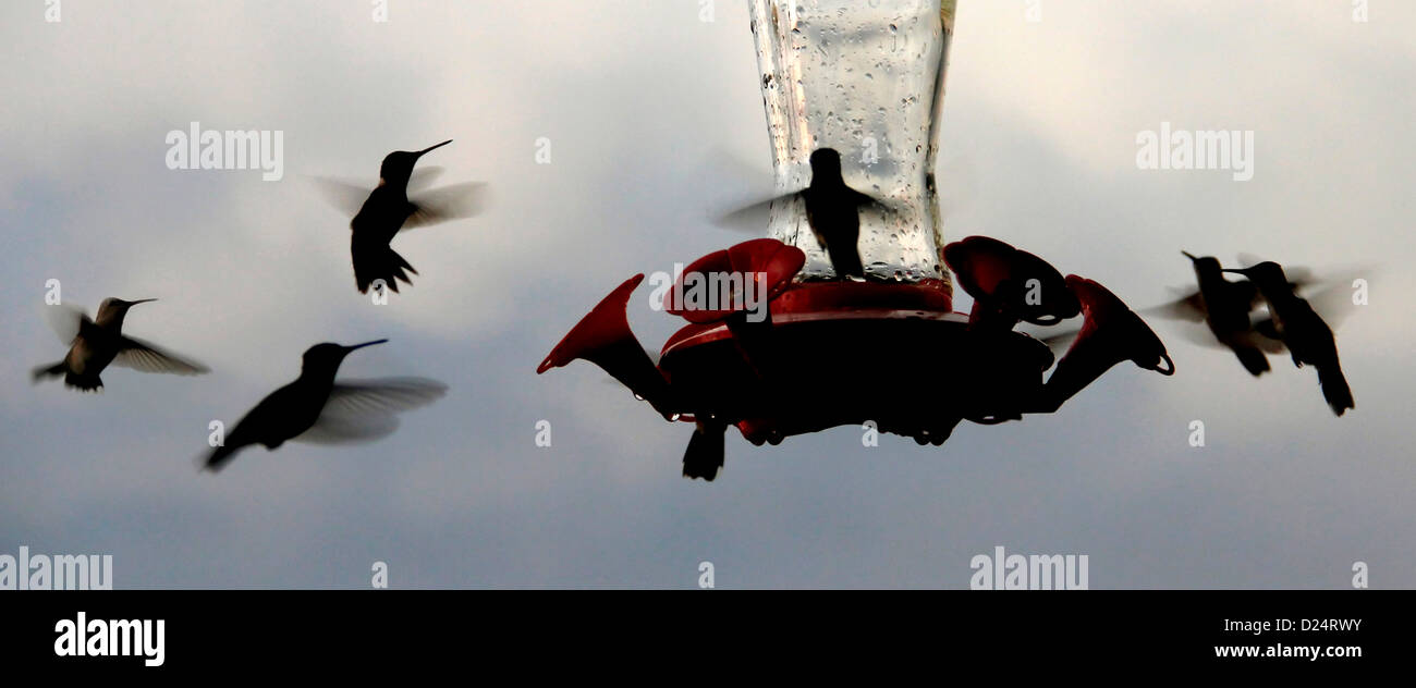 Rubin-throated Kolibri Feeder Vogel Ohio Stockfoto