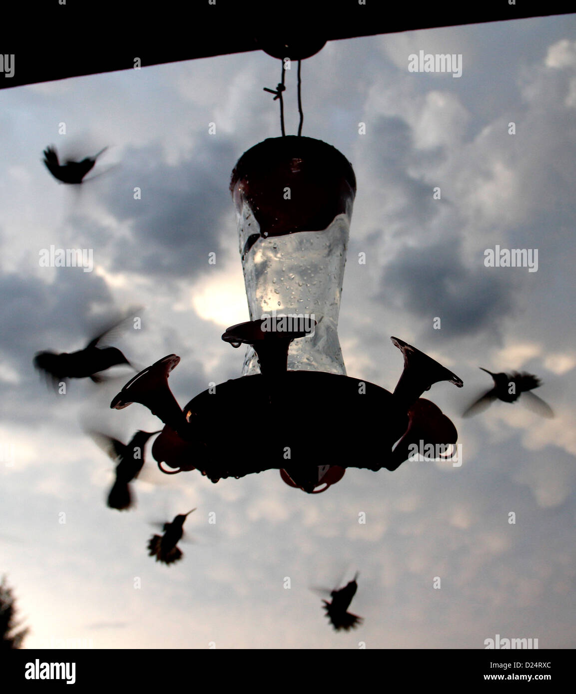 Rubin-throated Kolibri Feeder Vogel Ohio Stockfoto