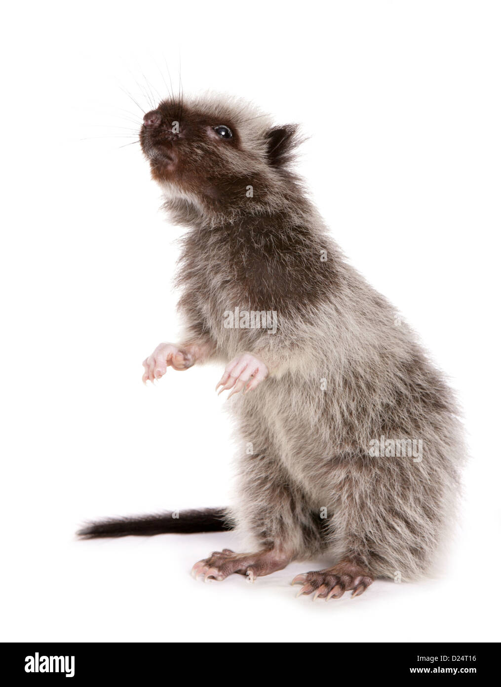 Nördlichen Luzon riesige Wolke Ratte (Phloeomys Pallidus) Juvenile, auf den Hinterbeinen stehend Stockfoto