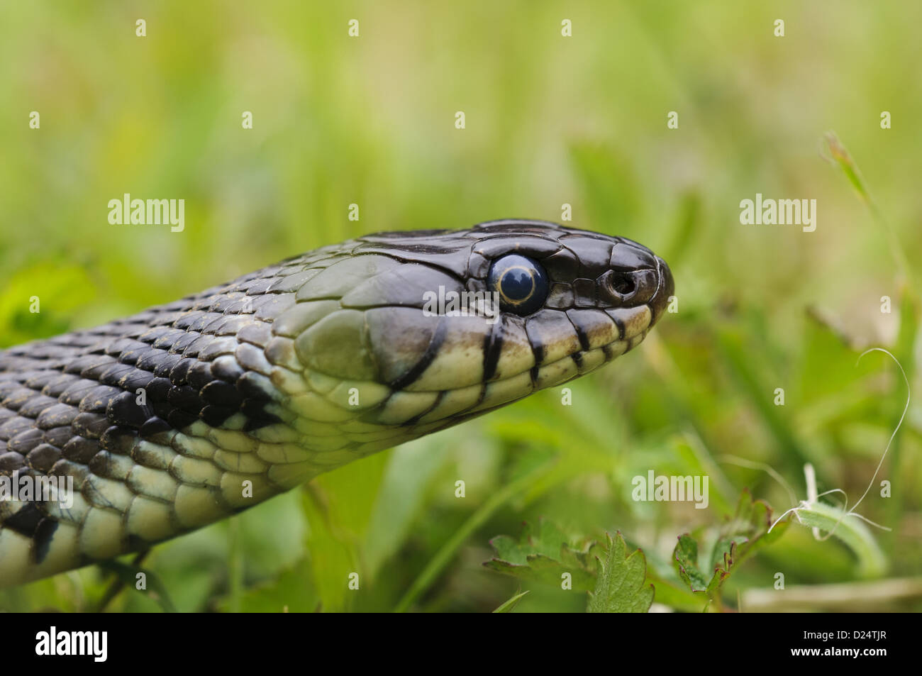 Ringelnatter (Natrix Natrix) Erwachsenen, Nahaufnahme des Kopfes, kurzum grass, Priorat Wasser Nature Reserve, Leicestershire, England, Mai Stockfoto