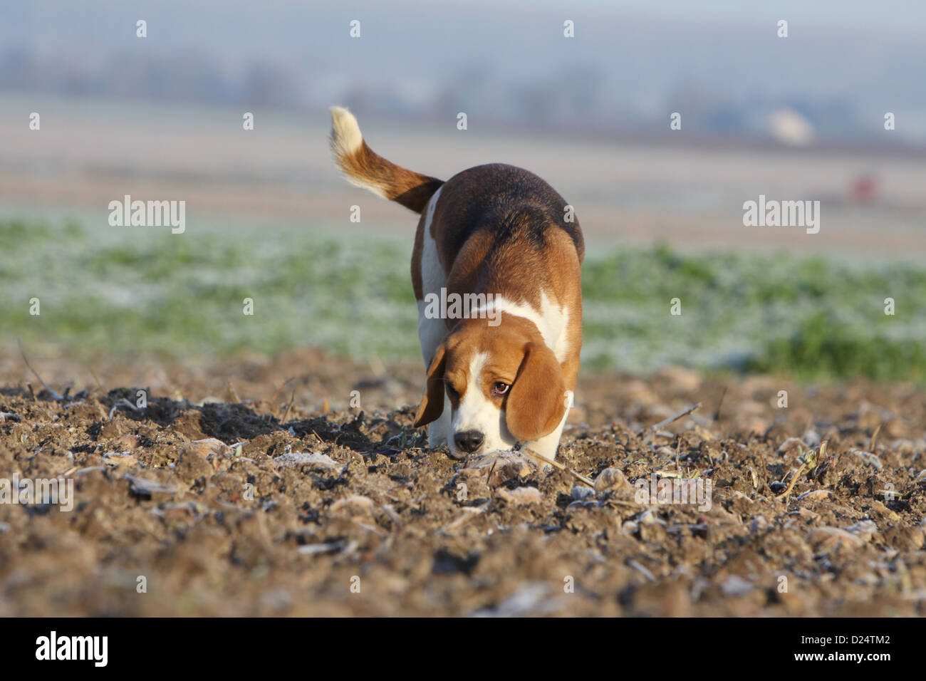 Erwachsenen Hund Beagle riechen den Boden Stockfoto