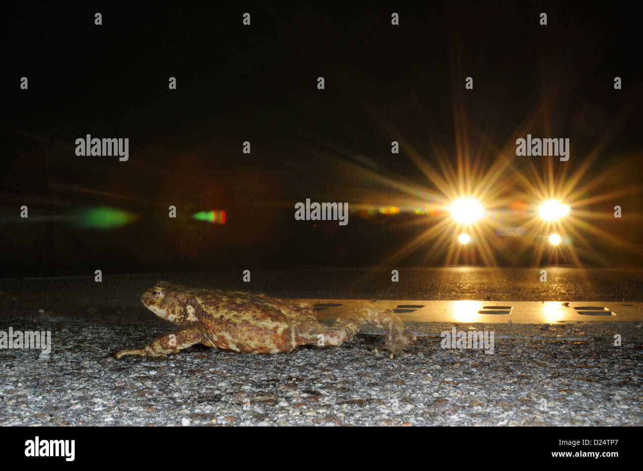 Gemeinsamen Kröte (Bufo Bufo) Erwachsene, Kreuzung Straße mit Annäherung an Fahrzeug nachts versucht, Zucht Website, Italien, März zu erreichen Stockfoto