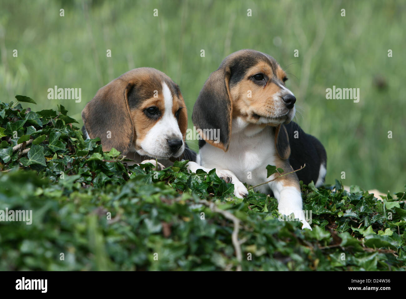 Hund Beagle 2 Welpen liegen auf der Efeu Stockfotografie - Alamy