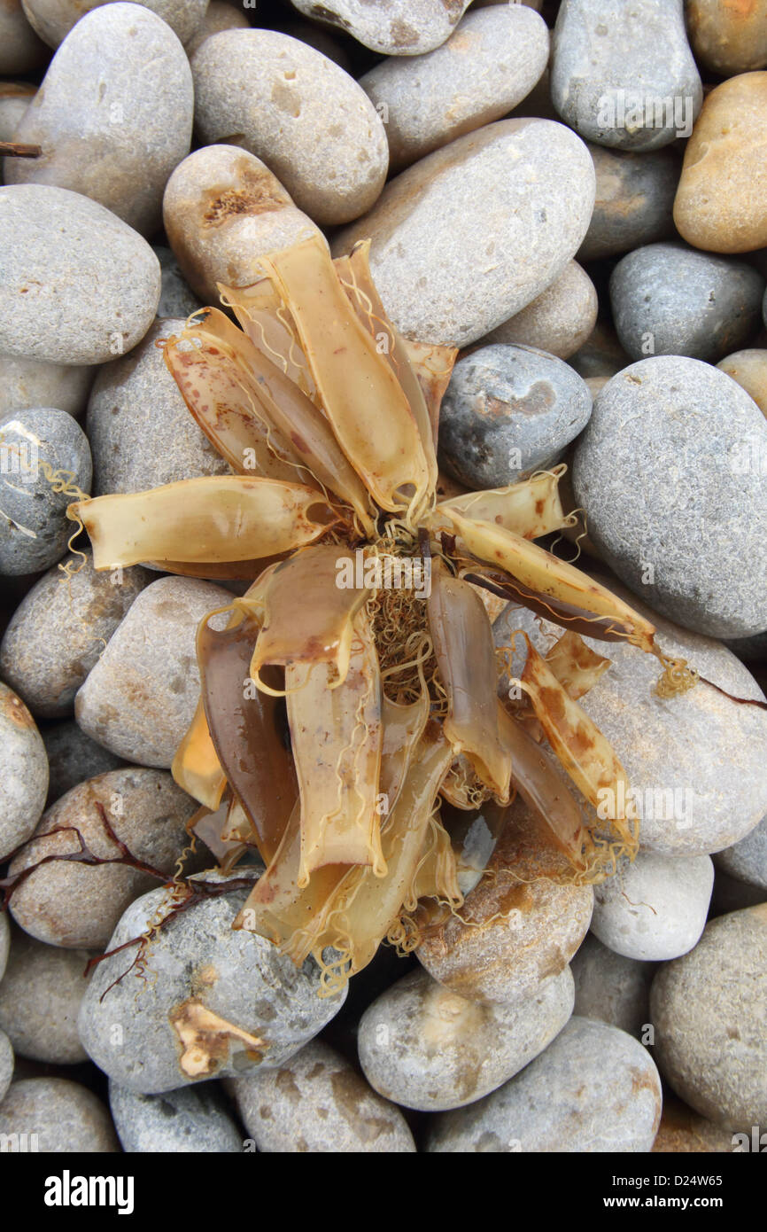 Lesser Spotted Katzenhai Scyliorhinus Canicula "Mermaids Handtasche" Eggcases Gruppe angespült Strand Chesil Beach Dorset-England Stockfoto