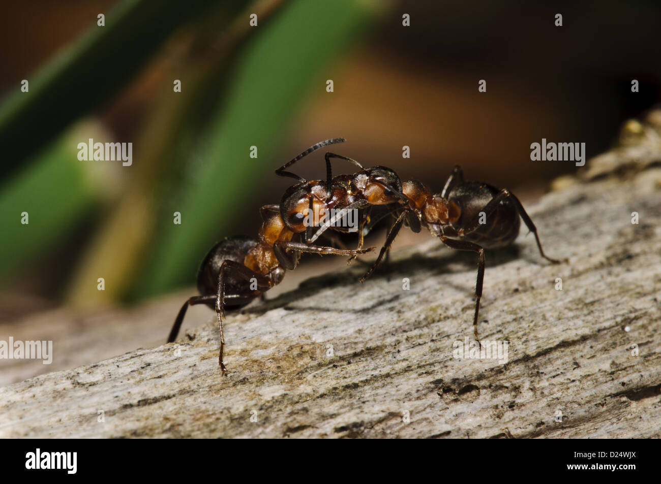 Südlichen Holz Ameise Formica Rufa zwei Erwachsene vorbei chemische Botschaften über Trophallaxis Osten Blean Woods National Nature Reserve Stockfoto