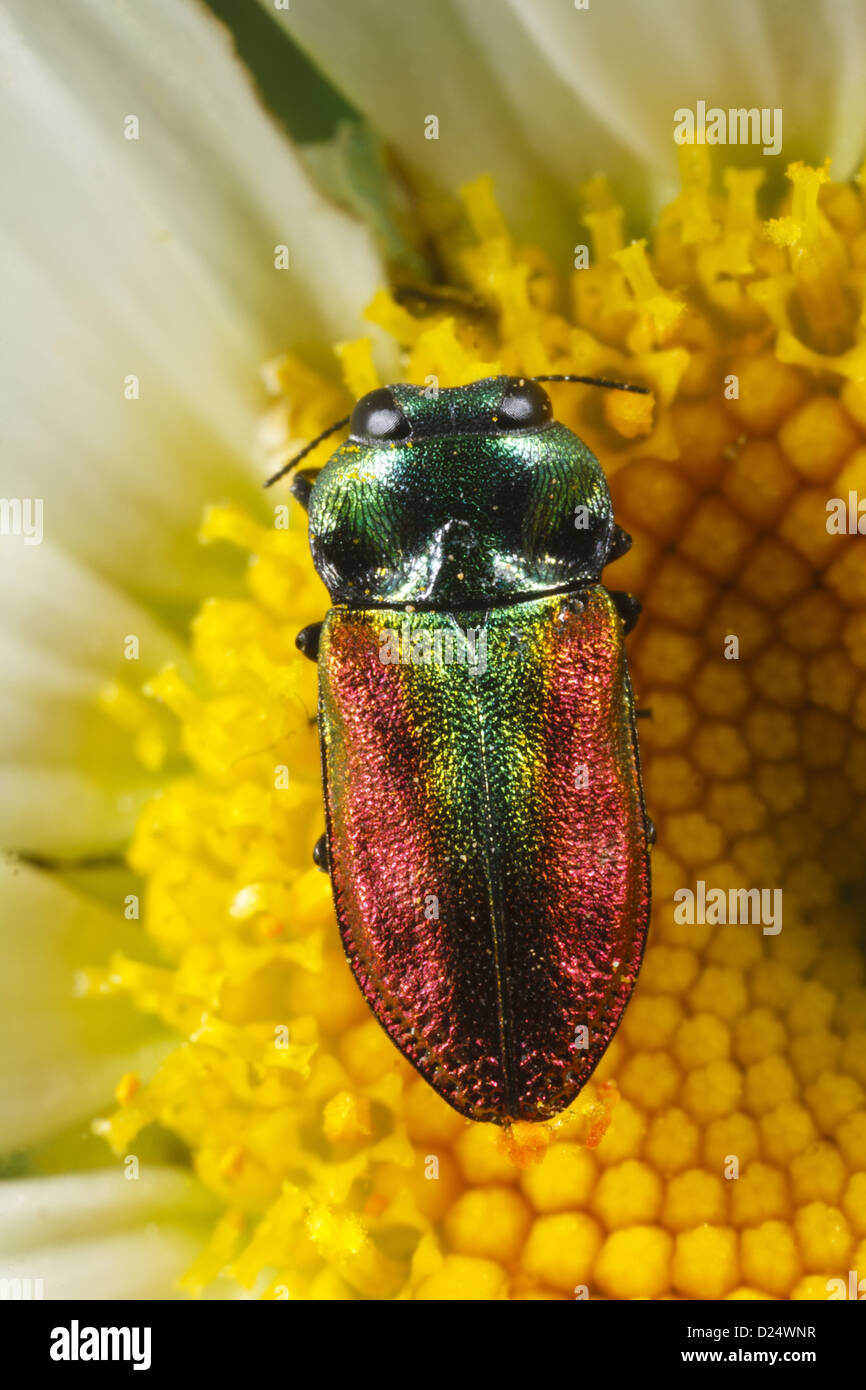 Juwel-Käfer Anthaxia Fulgurans Erwachsenfrau Fütterung auf Ochsen-Auge Daisy Leucanthemum Vulgare Blume Causse de Gramat-massiv Stockfoto