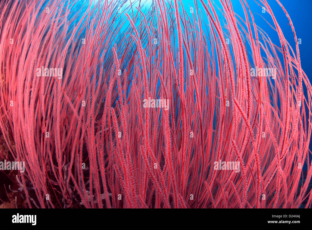 Weiche Korallen Ellisella sp, Walindi, Kimbe Bay, New Britain Provence, Papua-Neu-Guinea, Bismarck-See, Pazifik Stockfoto