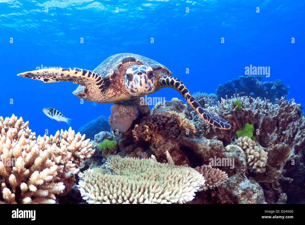 Hawksbill Karettschildkröte (Eretmochelys Imbricata) schwimmen über ein Korallenriff, Great Barrier Reef und Coral Sea, Queensland, Australien Stockfoto