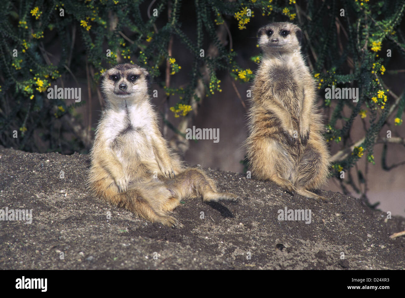 Meerkat Suricata Suricatta Zoo von San Diego, Kalifornien, USA Februar Erwachsenen Herpestidae Suricate Stockfoto