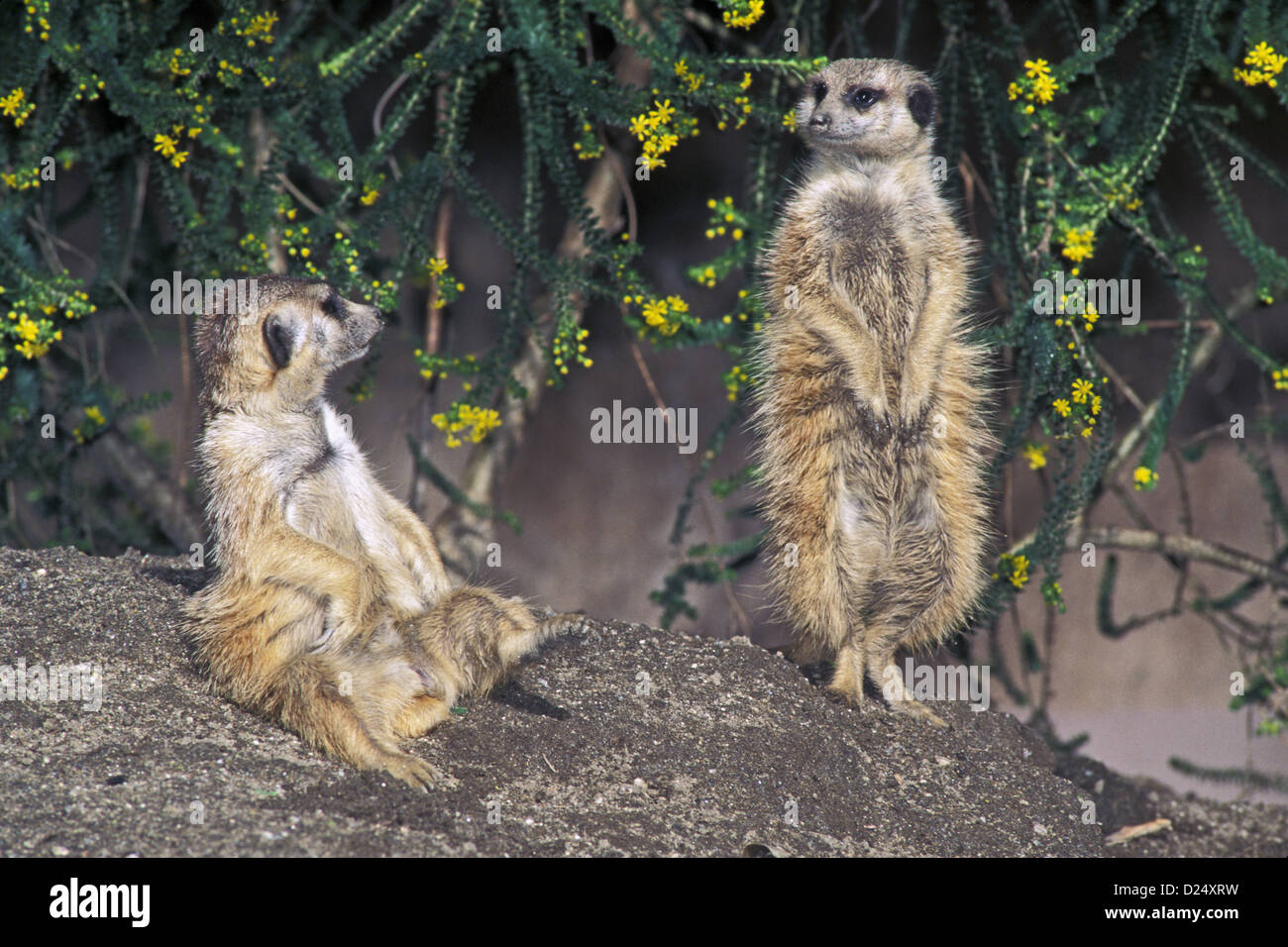 Meerkat Suricata Suricatta Zoo von San Diego, Kalifornien, USA Februar Erwachsenen Herpestidae Suricate Stockfoto