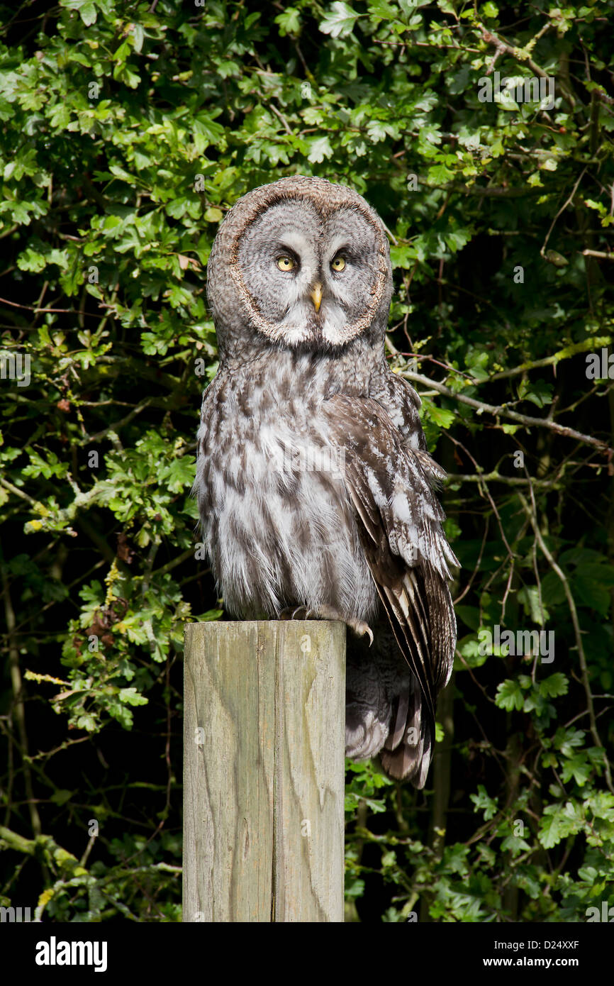 Einen schönen großen grau-Eule gesehen in einem Zoo auf einer Flugvorführung Stockfoto