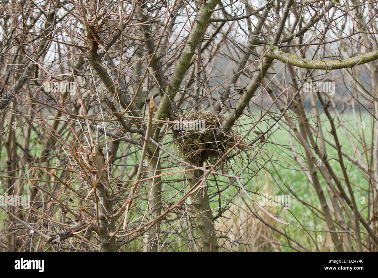 Ein neues Nest warten auf die ersten Jahre Eier Stockfoto