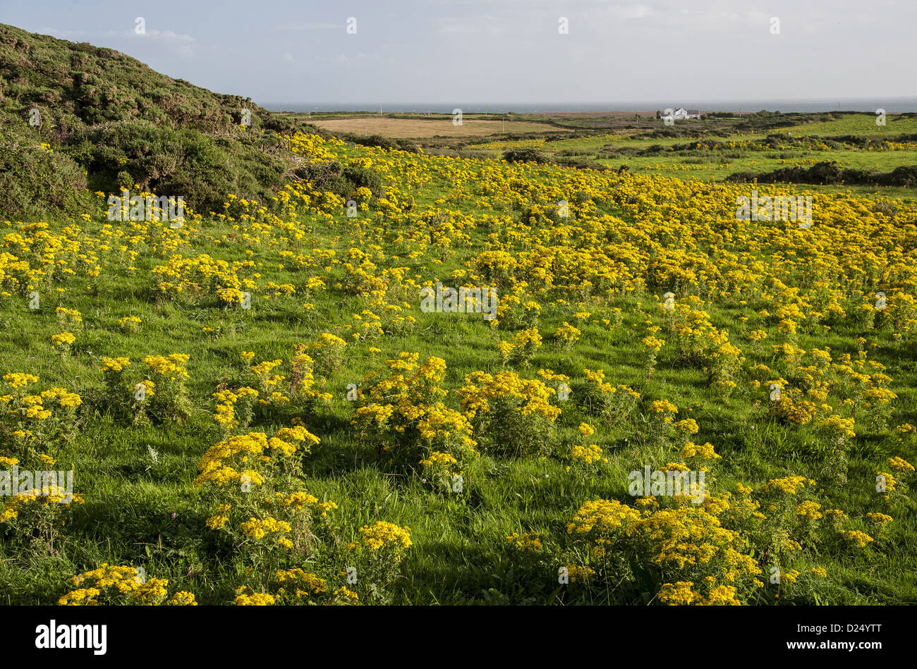 Gemeinsamen Kreuzkraut (Senecio Jacobaea) Blüte Masse, wächst im küstennahen Bereich, in der Nähe von Holyhead, heilige Insel Anglesey, Wales, August Stockfoto
