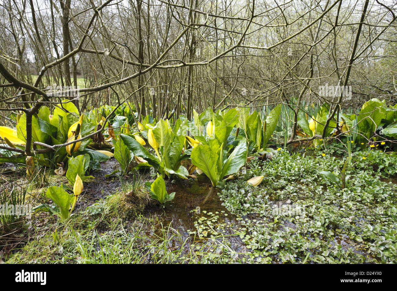 Gelbe Skunk Cabbage Lysichiton Americanum eingeführt eingebürgerte Arten Blüte wächst in feuchten fahl Wald Lebensraum Stockfoto