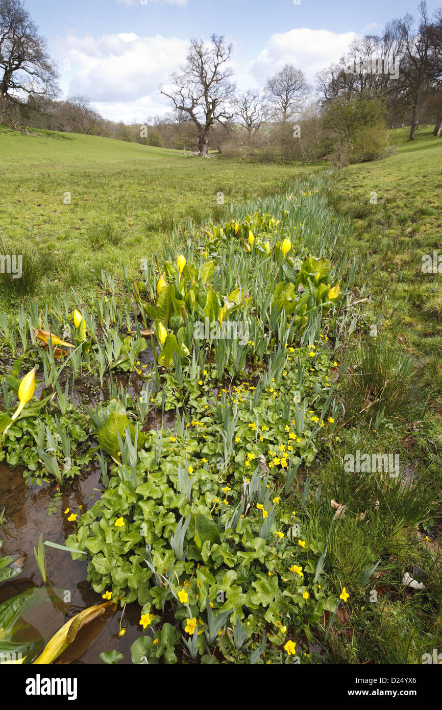 Gelbe Skunk Cabbage Lysichiton Americanum eingebürgerte Arten mit Marsh Marigold Caltha Palustris Blüte eingeführt Stockfoto