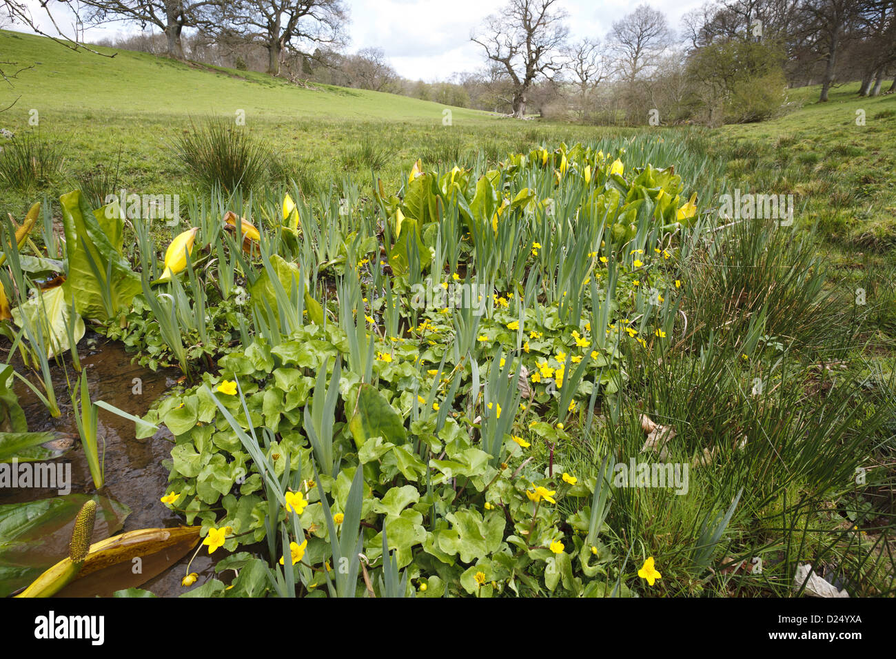 Gelbe Skunk Cabbage Lysichiton Americanum eingebürgerte Arten mit Marsh Marigold Caltha Palustris Blüte eingeführt Stockfoto