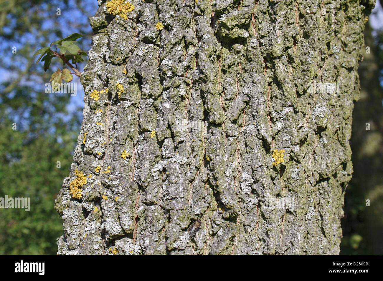 Acer campestre rinde -Fotos und -Bildmaterial in hoher Auflösung – Alamy