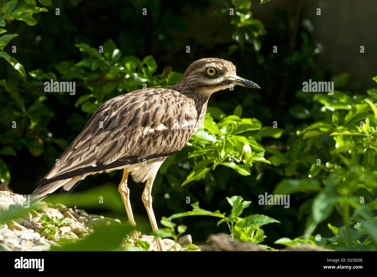 Stein-BRACHVOGEL, Burhinus Oedicnemus, auf Kreide downland Stockfoto