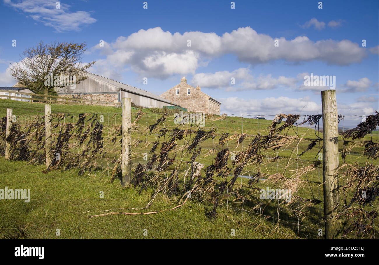 Lager Zaun mit Algen, die Angabe der Höhe der Gezeiten, Cockerham, Lancashire, England, Oktober Stockfoto