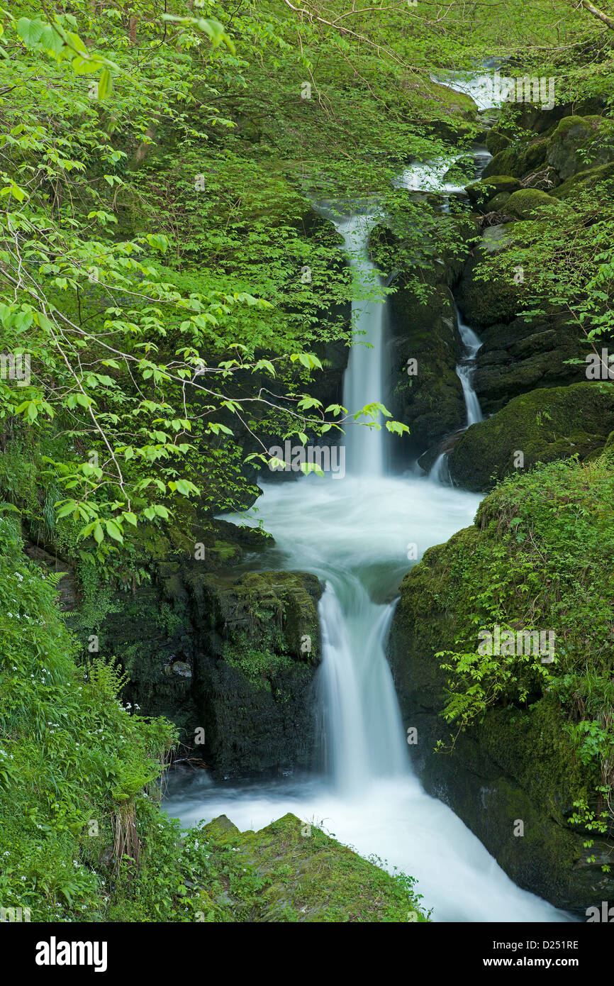 Wasserfall und Bäume am Ufer mit frischen grünen Blätter, Bleistift fällt, Hoar Eiche Wasser North Devon, England, Mai Stockfoto