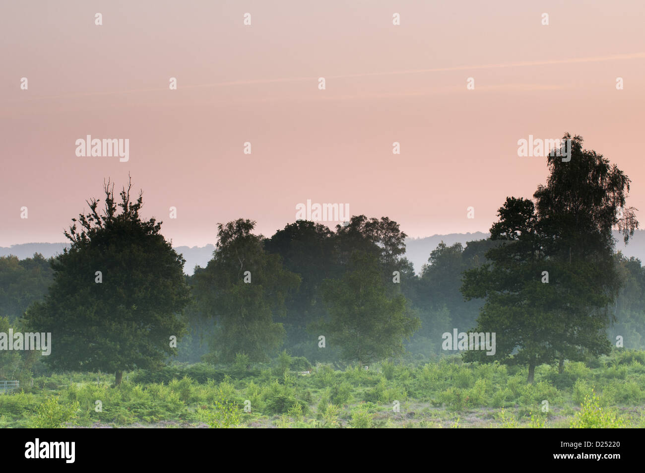 Blick auf nebligen Niederungen Heathland Lebensraum in der Morgendämmerung, Hothfield Heathlands, Hothfield, Kent, England, August Stockfoto