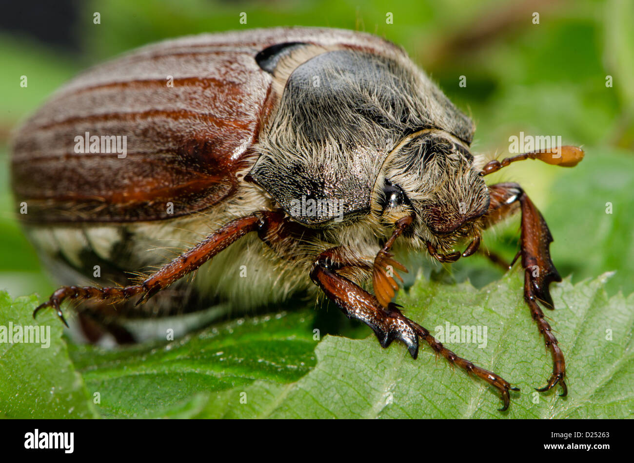Makro von einem Mai bug / Maikäfer auf grüne Blätter Stockfoto
