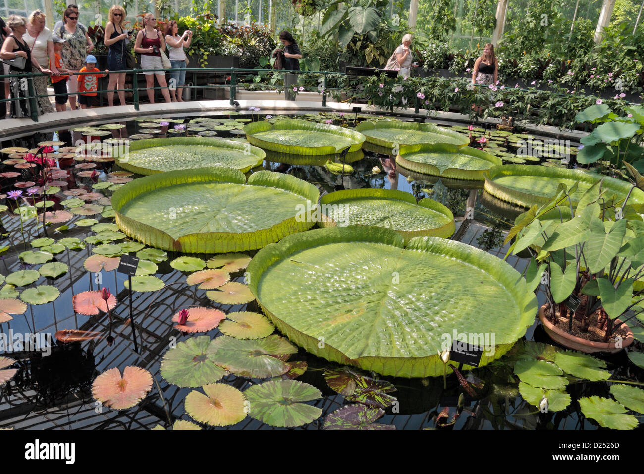 Die riesigen Amazonas Wasser Lilien im Haus Seerose, The Royal Botanic Gardens, Kew, Surrey, England. Stockfoto