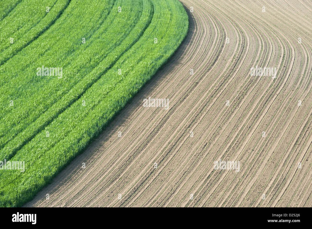 Krauchthal, Schweiz, geerntet und nicht geerntet Feld Stockfoto