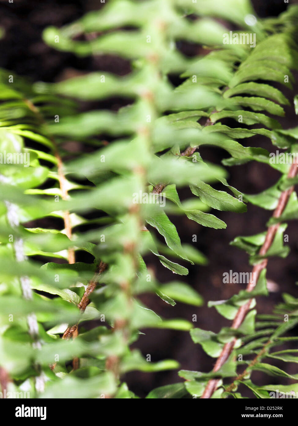 Sonnenlicht betont Delikatesse & Eleganz der Wedel Helecho Farn wächst in einem Garten von Oaxaca Stockfoto