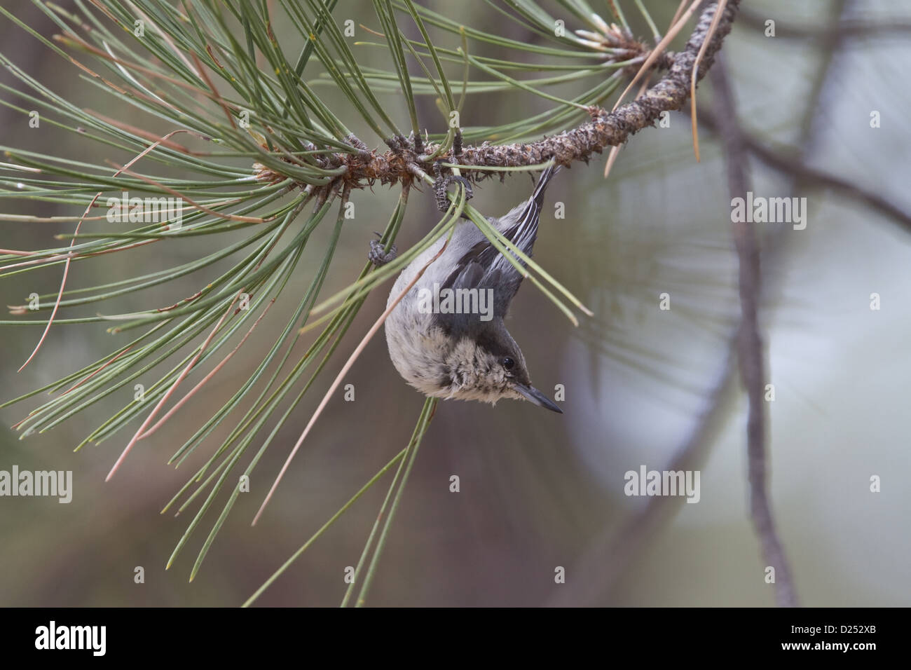 Pygmy Kleiber auf Kiefer, Utah, USA Stockfoto