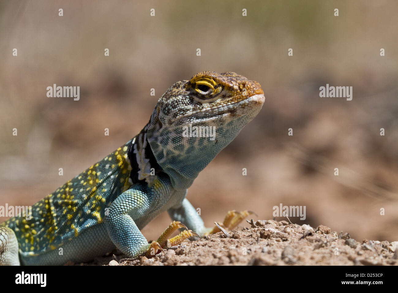 Gelbe Spitze collared Eidechse aus Utah USA - Crotaphytus Collaris Auriceps. Stockfoto